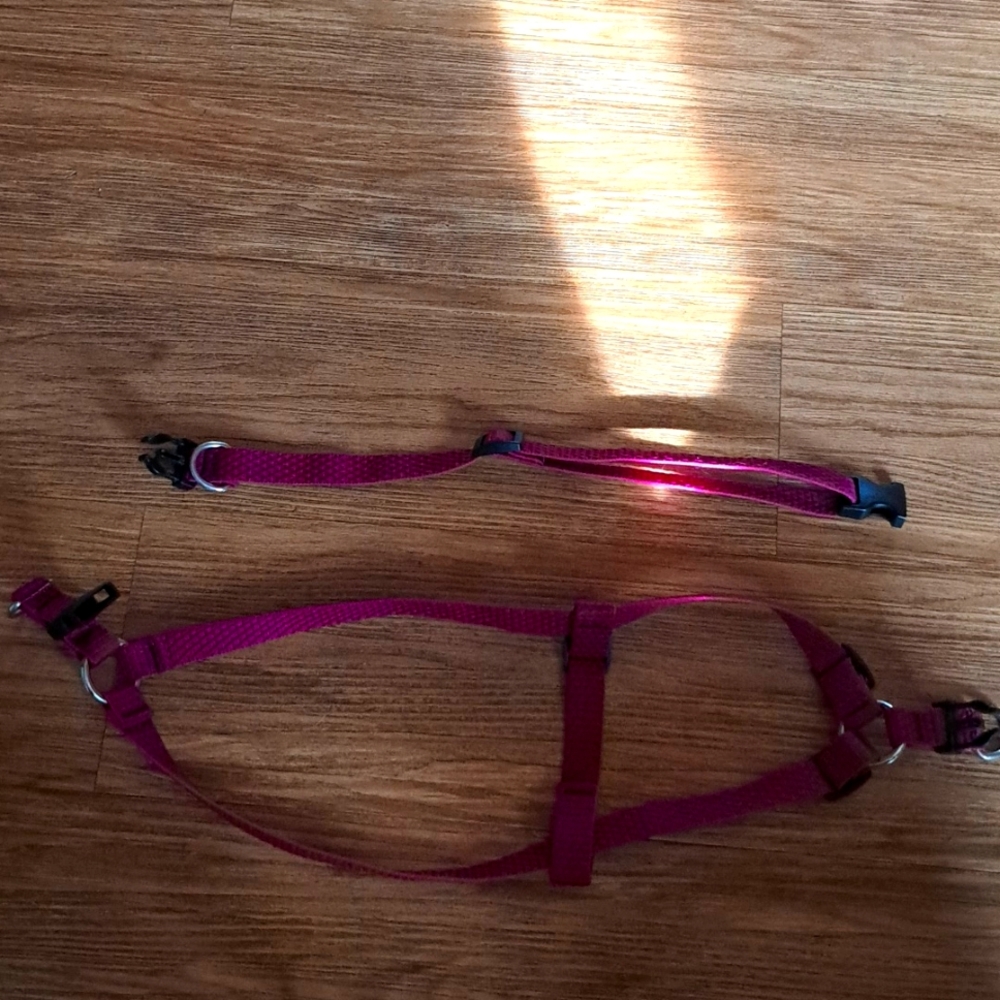 Lupine pet collar and matching harness